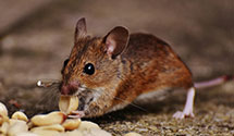 24 Hour & Emergency Exterminators in Mount Washington, KY